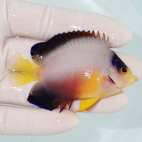 【現物1】粒エサOK マルチカラーエンゼル 7cm±! 海水魚 ヤッコ 15時までのご注文で当日発送(t111(t207