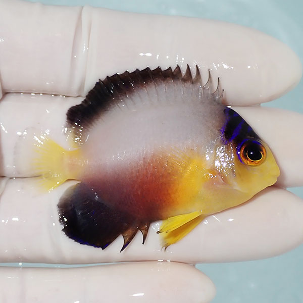 【現物2】粒エサOK ヒレスレ有り マルチカラーエンゼル 6cm±! 海水魚 ヤッコ 15時までのご注文で当日発送(t111(t207