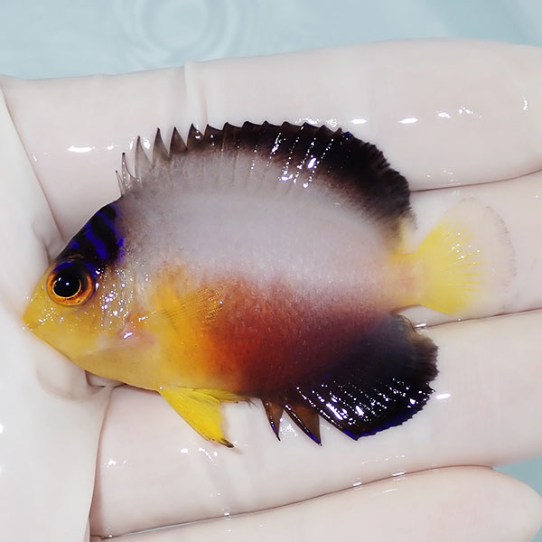 【現物2】粒エサOK ヒレスレ有り マルチカラーエンゼル 6cm±! 海水魚 ヤッコ 15時までのご注文で当日発送(t111(t207