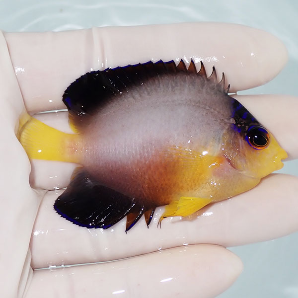 【現物3】粒エサOK マルチカラーエンゼル 7cm±! 海水魚 ヤッコ 15時までのご注文で当日発送(t111(t207