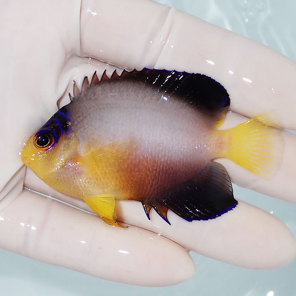 【現物3】粒エサOK マルチカラーエンゼル 7cm±! 海水魚 ヤッコ 15時までのご注文で当日発送(t111(t207