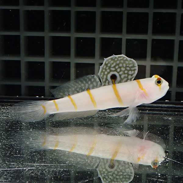 【現物】ニチリンダテハゼ BIG 8cm±! 海水魚 ハゼ 15時までのご注文で当日発送(t111(t207