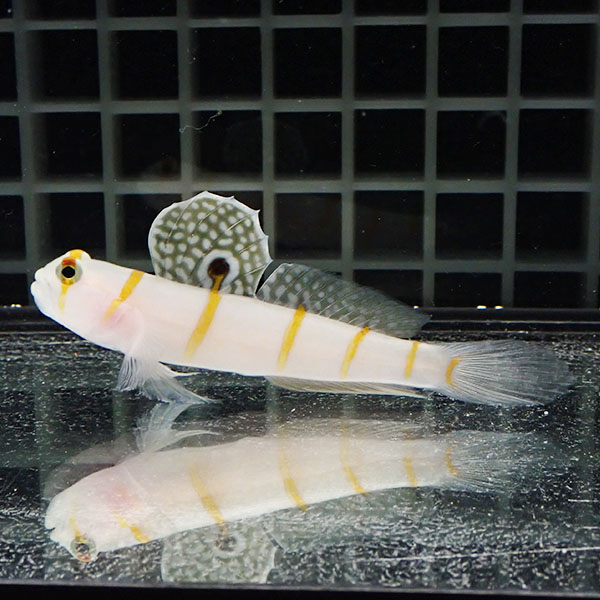 【現物】ニチリンダテハゼ BIG 8cm±! 海水魚 ハゼ 15時までのご注文で当日発送(t111(t207
