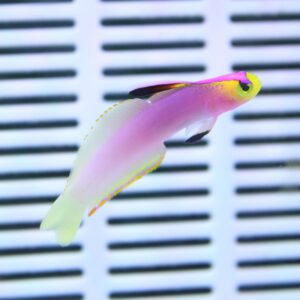Colorful tropical fish with a pink body, yellow-edged fins, and a neon yellow head swimming in front of a striped grid background.