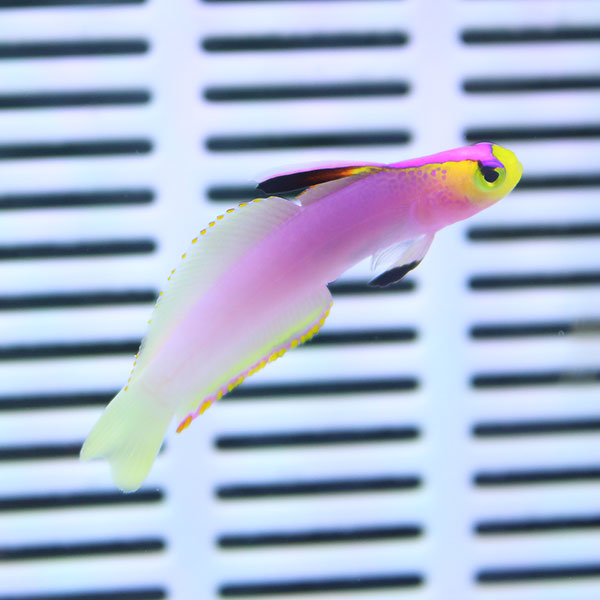 マーシャル産 パープルファイヤーゴビー 6-8cm !海水魚 ハゼ 15時までのご注文で当日発送【ハゼ】(t121