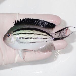 Small tropical striped fish held in a gloved hand above a white surface.