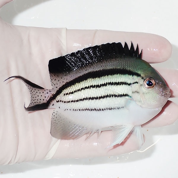 【現物1】タテジマヤッコ 10cm±! 海水魚 ヤッコ 15時までのご注文で当日発送(t111(t207