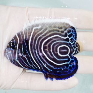 Small tropical fish with blue zigzag and circular white stripes held in a gloved hand.