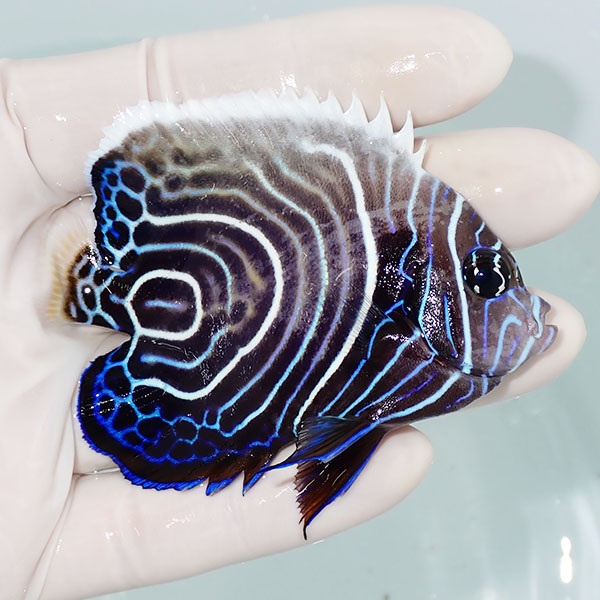 【現物4】ウズマキ（ウズキン） 7.5cm±! 海水魚 ヤッコ 15時までのご注文で当日発送(t111(t207