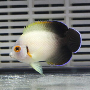 White-yellow tropical fish with orange eye ring swimming in an aquarium