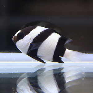 Small striped aquarium fish with bold black and white bands swimming near the bottom of a tank, its reflection visible on the glass surface.