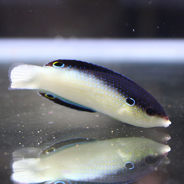 ニューギニアラス 9-11cm±!海水魚 ベラ15時までのご注文で当日発送(t122