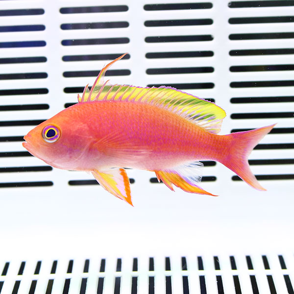 レスプレンデントアンティアス オス 5-7cm± ! 海水魚 ハナダイ 餌付け15時までのご注文で当日発送(t118