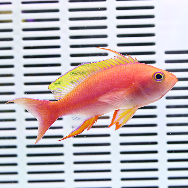 レスプレンデントアンティアス オス ３匹セット! 5-7cm± 海水魚 ハナダイ 餌付け15時までのご注文で当日発送(t118