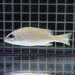 Small tropical fish with pink-purple horizontal stripes and yellow fins swimming in an aquarium with a dark grid backdrop.