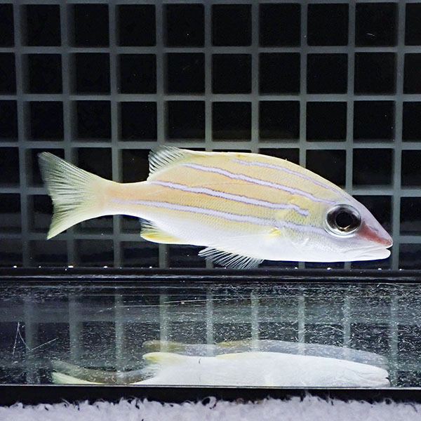 ヨスジフエダイ8-10cm± !海水魚 フエダイ15時までのご注文で当日発送(t118