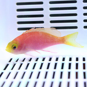 Bright orange-pink tropical fish with a yellow tail swimming in a white grid-bottom aquarium tank.
