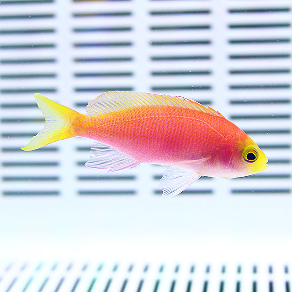 レスプレンデントアンティアス メス 4-6cm±! 海水魚 ハナダイ 餌付け15時までのご注文で当日発送(t118
