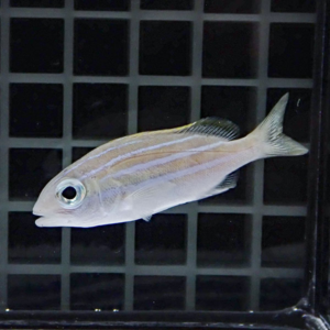 Small pale striped fish in an aquarium, facing left, with a grid backdrop behind it.