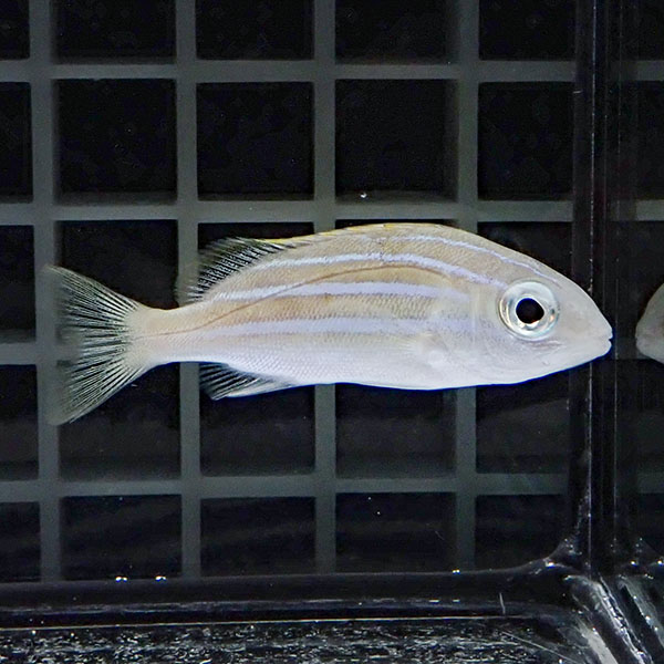 ヨスジフエダイ5-7cm± !海水魚 フエダイ15時までのご注文で当日発送(t118