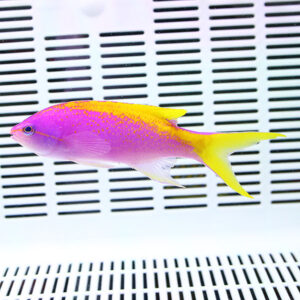 Bright pink and yellow tropical fish swimming in an aquarium with white slotted background vents behind it.