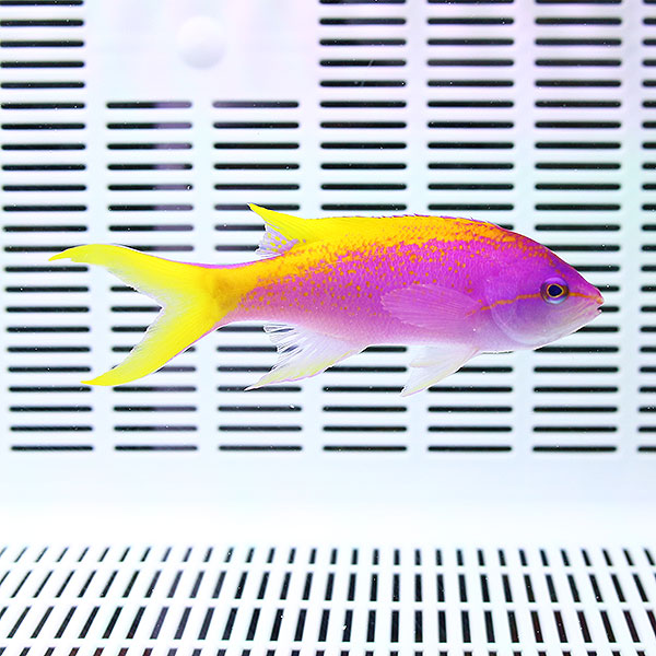 エバンスアンティアス オス 8-10cm±!海水魚 ハナダイ 餌付け未 15時までのご注文で当日発送(t118
