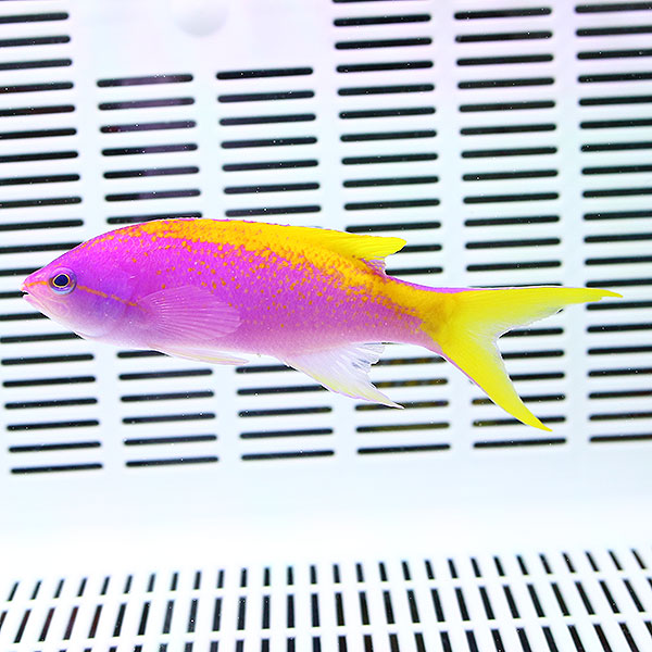 エバンスアンティアス オス 3匹セット 8-10cm±! 海水魚 ハナダイ 餌付け未 15時までのご注文で当日発送(t118