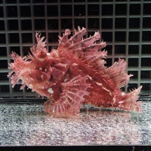 Pink branching soft coral resting on a reflective metal surface, with a grid-like background behind it.