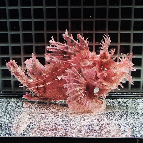 【現物2】ボロカサゴ 16.5cm± ! 海水魚  15時までのご注文で当日発送【カサゴ】(t207