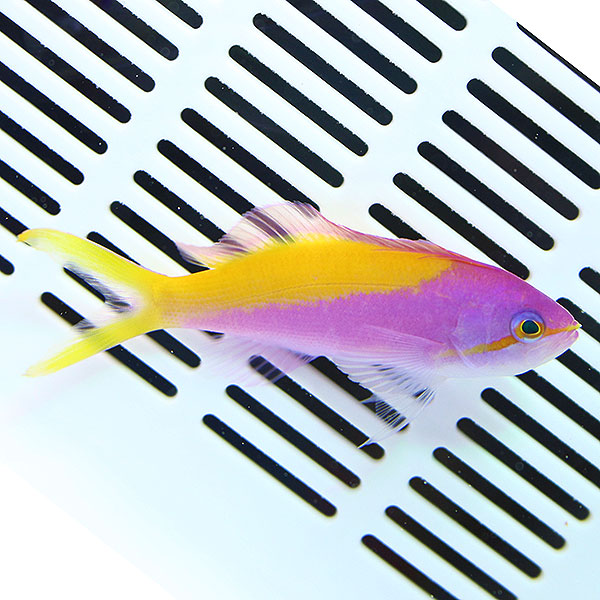 カーベリーアンティアス 3匹セット!5-7cm± 海水魚 ハナダイ 餌付け 15時までのご注文で当日発送(t118