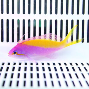 Bright pink and purple tropical fish with yellow fins swimming in a white grid-tank backdrop.