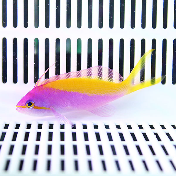 カーベリーアンティアス 5匹セット!5-7cm± 海水魚 ハナダイ 餌付け 15時までのご注文で当日発送(t118