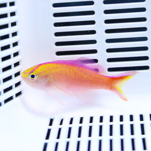 Colorful tropical fish with pink and orange body swimming in a white tank with vent-like grates nearby.
