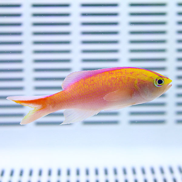 ディアディムアンティアスオス 3匹セット 4-6cm±! 海水魚 ハナダイ 餌付け 15時までのご注文で当日発送(t118