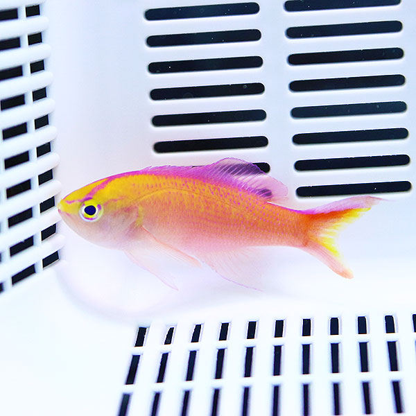 ディアディムアンティアスオス 5匹セット 4-6cm±! 海水魚 ハナダイ 餌付け 15時までのご注文で当日発送(t118