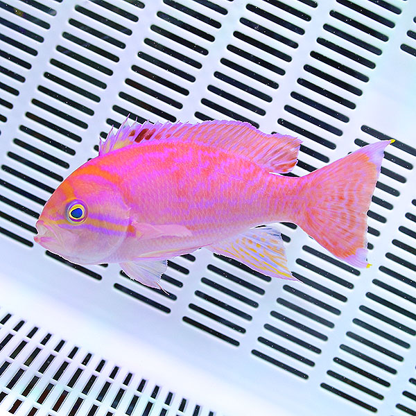 スクリブルドアンティアス オス 10-12cm±! 海水魚 ハナダイ 15時までのご注文で当日発送(t118