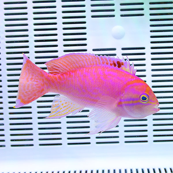 スクリブルドアンティアス オス 10-12cm±! 海水魚 ハナダイ 15時までのご注文で当日発送(t118