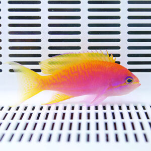 Vivid orange and yellow tropical fish swimming in a white grated aquarium background.