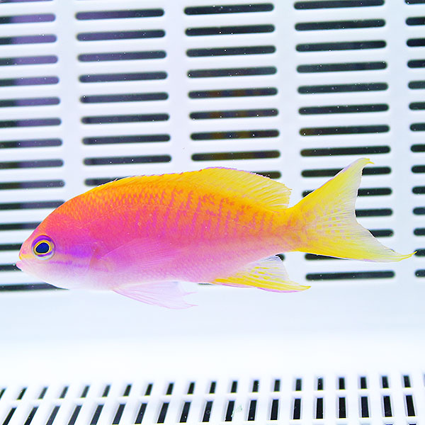 スクリブルドアンティアス メス 6-8cm±!海水魚 ハナダイ 15時までのご注文で当日発送(t118
