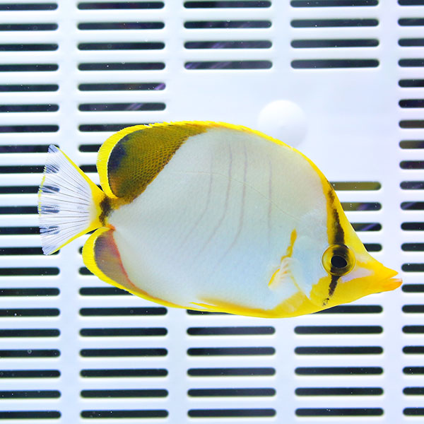 サントスバタフライ big 9-11cm± !海水魚 生体 チョウチョウウオ 15時までのご注文で当日発送(t114