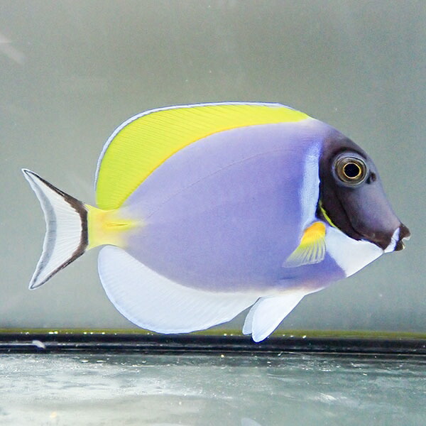 パウダーブルータン 7-9cm±!   ハギ 海水魚 死着保証 15時までのご注文で当日発送(t119