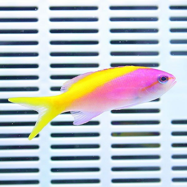 エバンスアンティアス 4-6cm±! 海水魚 ハナダイ 餌付け未 15時までのご注文で当日発送(t118