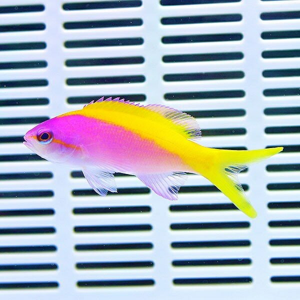 エバンスアンティアス 4-6cm±! 海水魚 ハナダイ 餌付け未 15時までのご注文で当日発送(t118