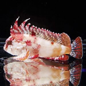 Red and white lionfish with prominent dorsal spines resting on a glossy black surface, reflection visible in the foreground.