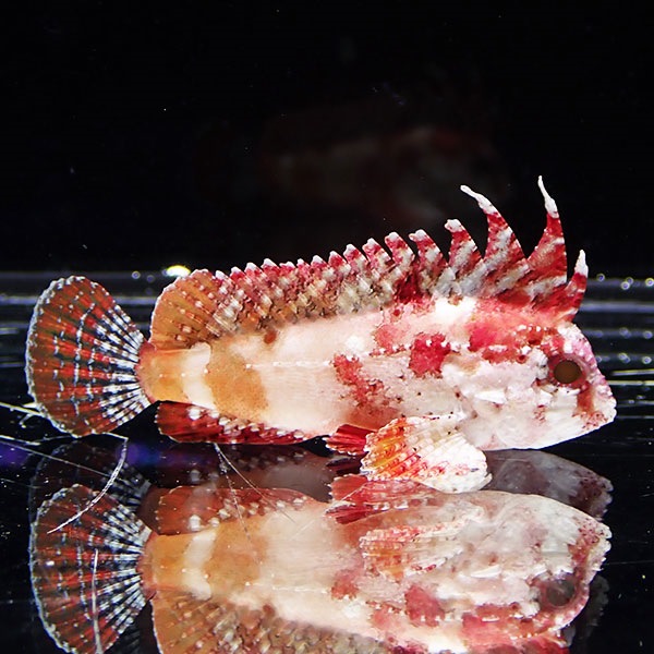 【サンプル】バンドテールワスプフィッシュ 4-6cm± ! 海水魚  15時までのご注文で当日発送【カサゴ】(t207
