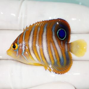 Colorful tropical fish with orange and blue vertical stripes and a blue eye-spot, photographed against a light background.