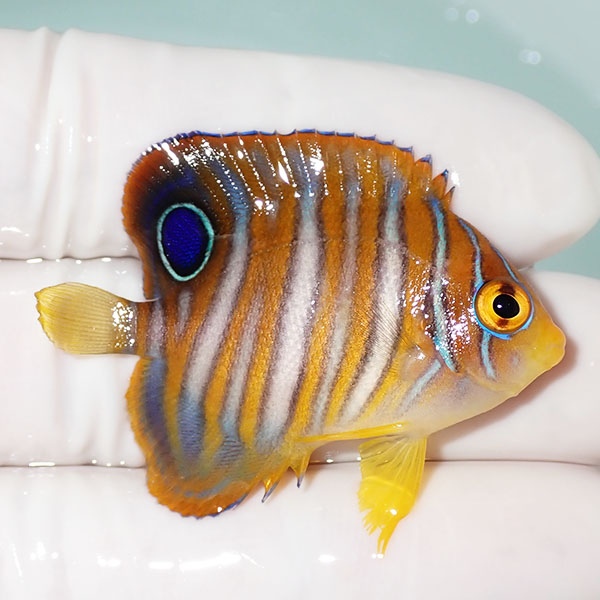 【現物16】ニシキヤッコ 4.5cm±!海水魚 ヤッコ15時までのご注文で当日発送(t111(t207