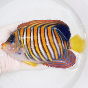 Colorful tropical fish with orange, blue, and yellow stripes held in a gloved hand in a shallow container.