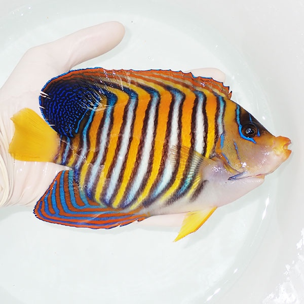 【現物17】ヒレスレ有り ニシキヤッコBIG 19cm±!海水魚 ヤッコ15時までのご注文で当日発送(t111(t207