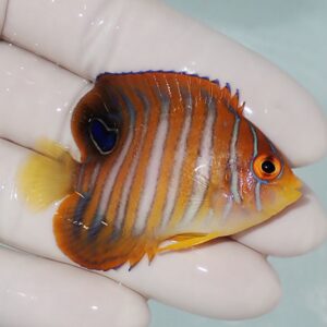 Orange tropical fish with blue vertical stripes held by gloved fingers.
